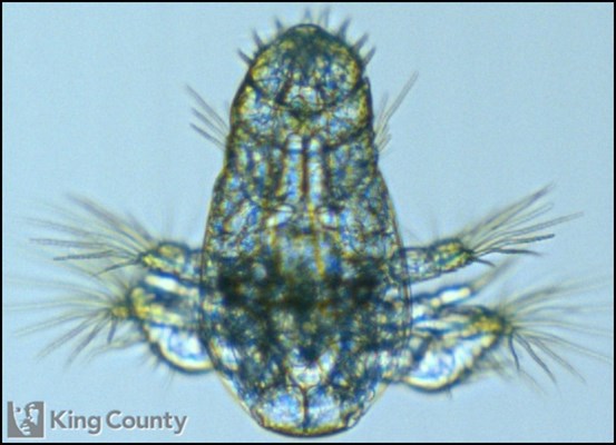 Photo of Copepoda: larval stages
